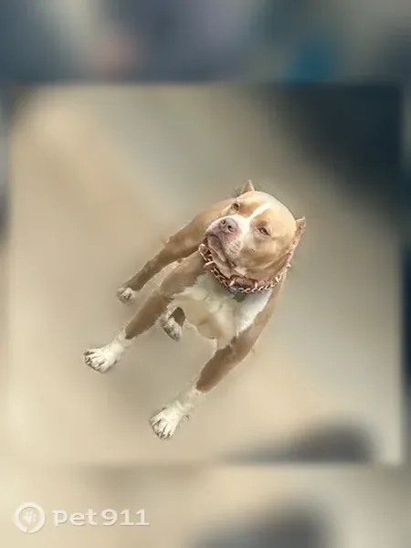 Lost dog, Mote Road, 955, Springhill — male with a tan coat and white forehead-to-nose stripe - photo