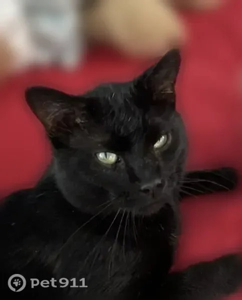 Lost cat, Gagnon Road, 46, Oakland, Cordaville — black male, about 6 years old - photo