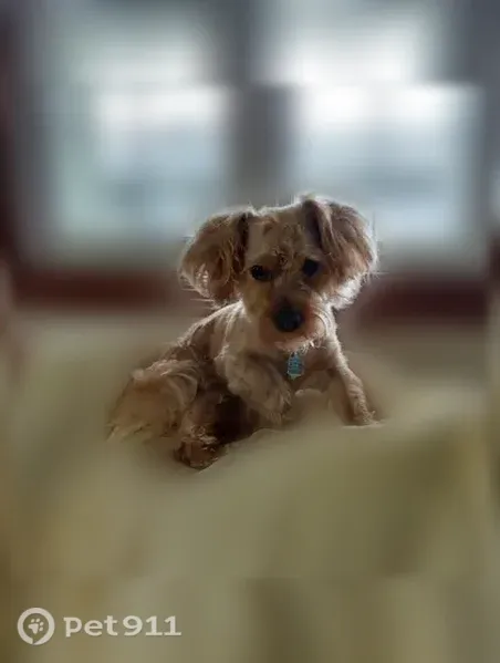 Lost dog, Dorchester Avenue, 1205, Arlington — small, 13-pound male - photo