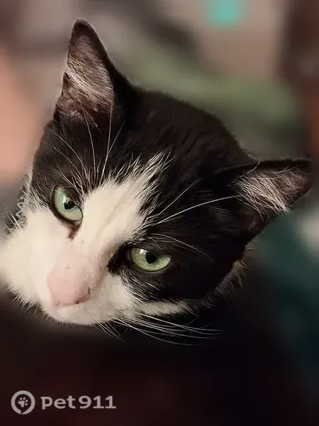 Found female cat, South Blue Vista Drive, 14931, Oregon City — sweet tuxedo cat named Sophie - photo