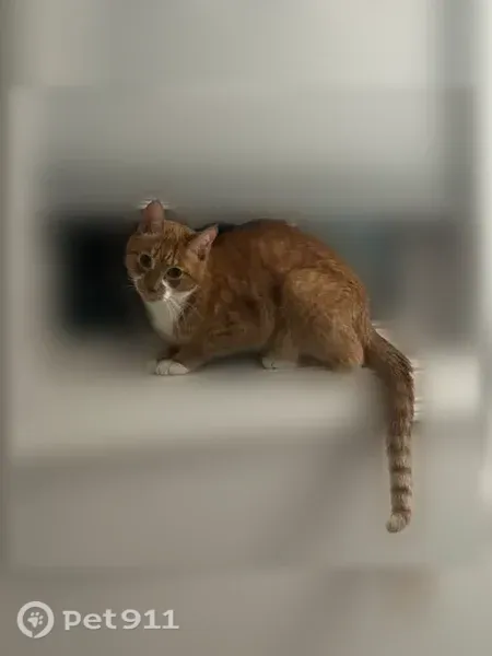 Lost cat, Bean Street, 167, Hollis, Buxton — white paws and ear tufts - photo