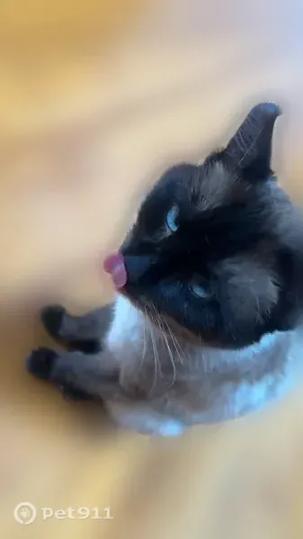Lost cat, Brookside Avenue, River Vale, Lakewood — male Siamese with blue eyes - photo