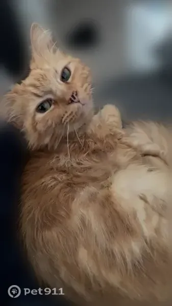 Lost cat, Whitesburg Way Southeast, 8309, Huntsville — orange long-haired female - photo