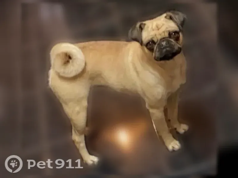 Lost dog, female, Golden Mesa Court, 13909, Horizon City — brown pug needing insulin - photo