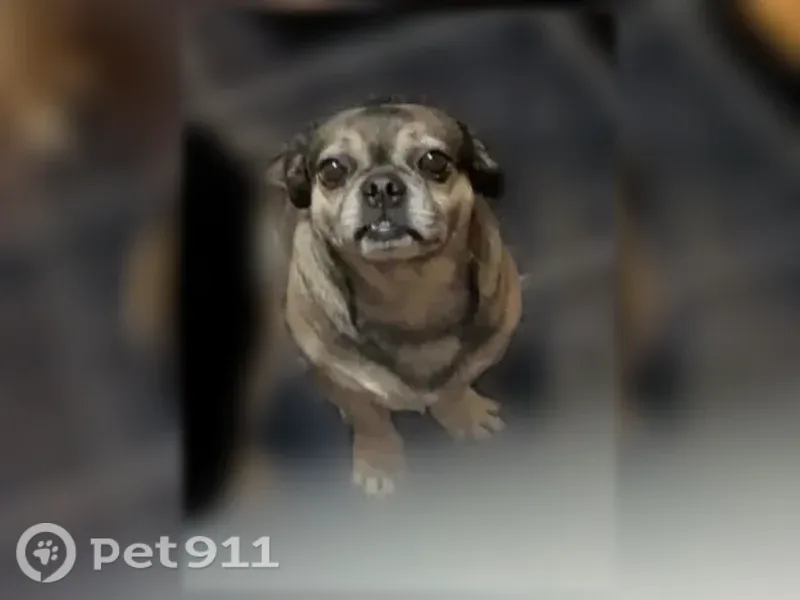 Lost dog, Golden Mesa Court, 13905, Horizon City — friendly male pug - photo