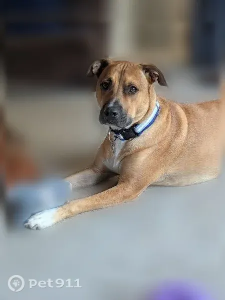 Lost dog, South Valley Parkway, 11025, Olathe — black mouth cur mix, no collar - photo