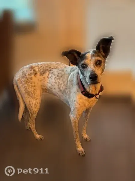 Lost dog, female, Quentin Canyon Court, 6296, Katy — white with black spots - photo