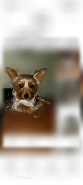 Lost dog, South Quinlan Park Road, 1302, Austin — black and tan with white neck and chest - photo