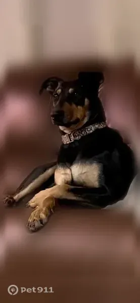 Lost dog, Emerald Pass Avenue, 427, Horizon City — adult female Doberman - photo