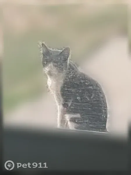 Found cat, Bryan Drive, 1300, Bedford — grey with white paws - photo