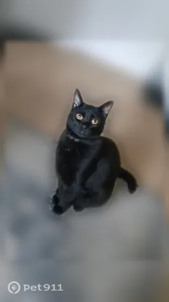 Lost cat, Oak Street Southeast, 2424, Albany, Redmond — small female with black fur - photo