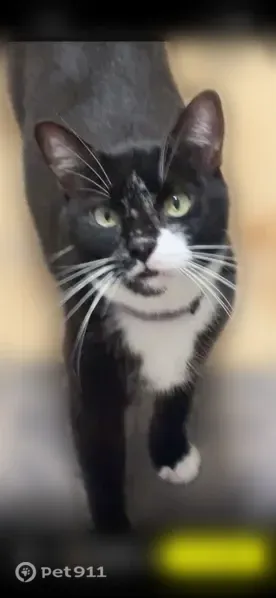 Lost male cat, Liberty Street, 21616, Lexington Park, Gaithersburg — tuxedo with blue collar and bell - photo