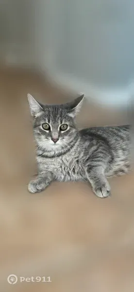 Missing cat Male, West Berlin (usl546163) - photo