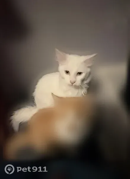 Missing cat Male, Dodge City (usl546164) - photo