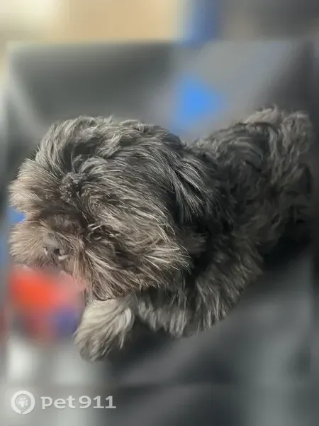 Missing dog Male, Indianapolis (usl546167) - photo