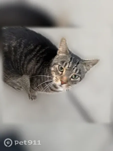 Cat found Female, McCordsville (usf546169) - photo