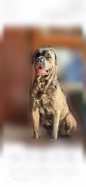 Missing dog Male, Detroit (usl546174) - photo