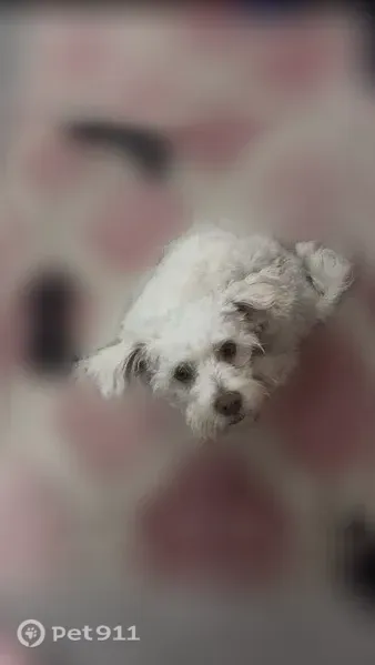 Missing dog Male, Seaford (usl546177) - photo