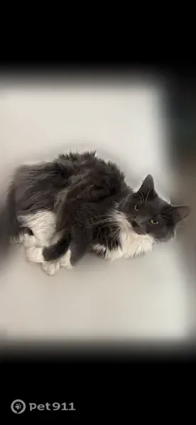 Missing cat Male, Columbia (usl546180) - photo