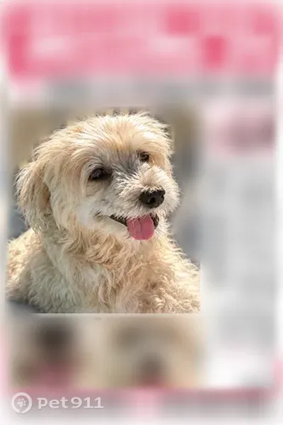 Missing dog Female, Flint (usl546185) - photo