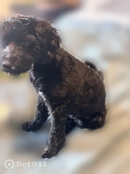 Missing dog Male, South Salt Lake (usl546191) - photo