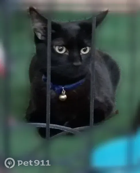 Missing cat Female, Tucson (usl546192) - photo