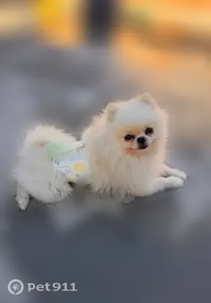 Missing dog Male, San Jose (usl546197) - photo