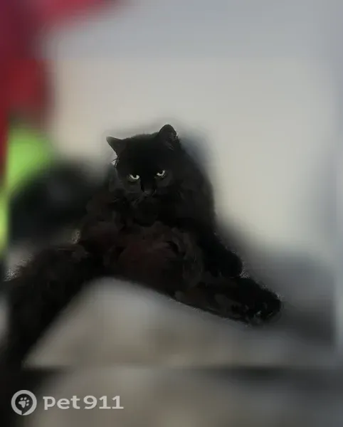 Missing cat Female, Des Plaines (usl546201) - photo