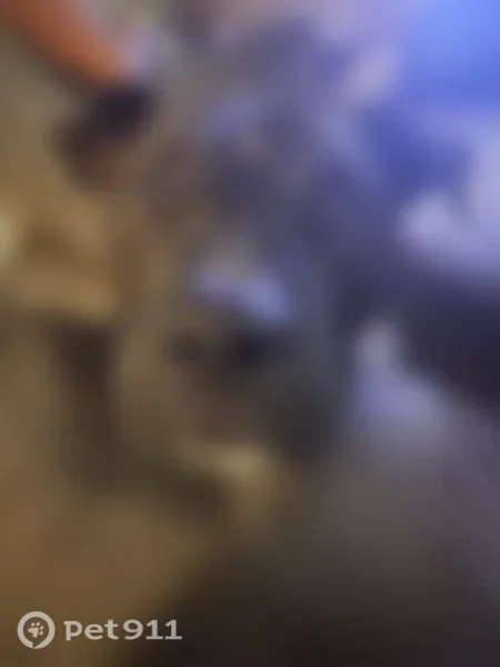 Missing dog Male, Ewa Beach (usl546202) - photo