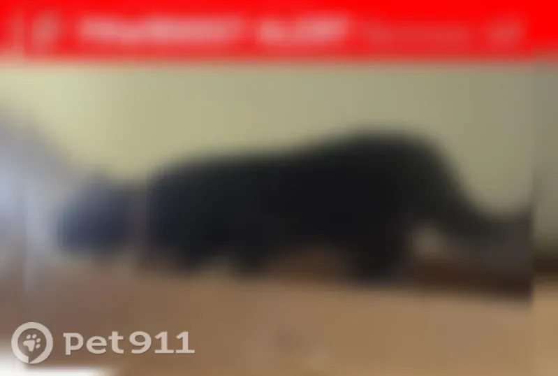 Missing cat Male, Tacoma (usl546203) - photo
