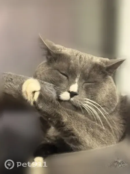 Missing cat Male, Ashland (usl546205) - photo