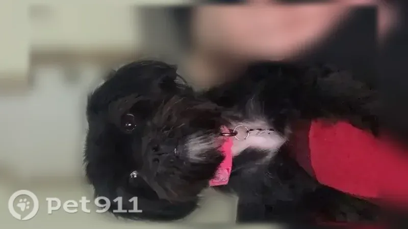 Missing dog Female, Fayetteville (usl546209) - photo