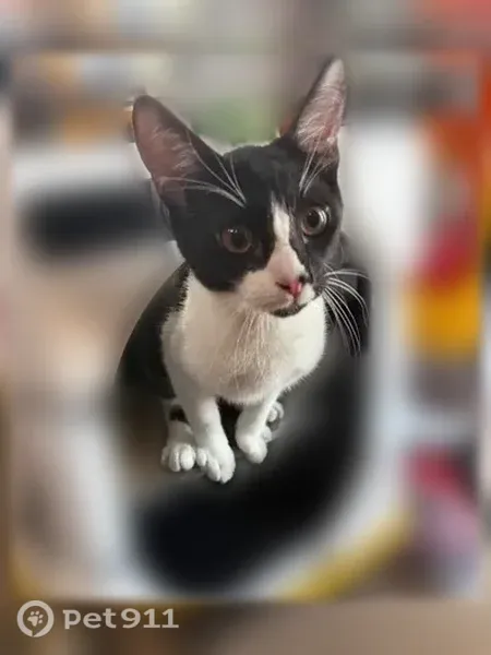 Missing cat Male, Arlington (usl546211) - photo