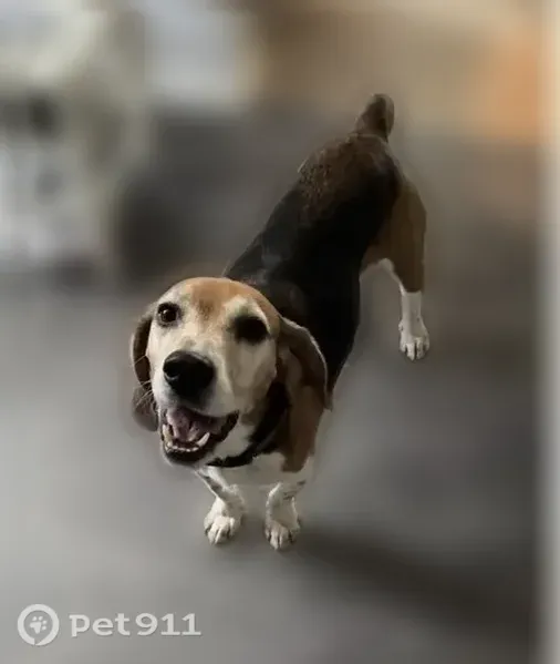 Missing dog Male, Millbrook (usl546212) - photo