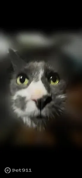 Missing cat Male, Springdale (usl546214) - photo