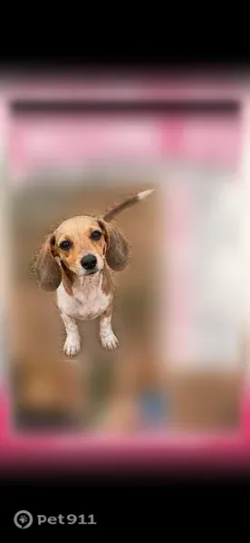 Missing dog Female, Oklahoma City (usl546215) - photo