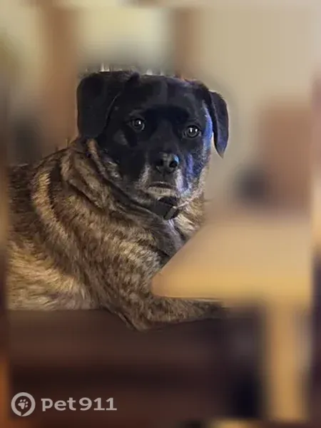 Missing dog Male, Petersburg (usl546217) - photo