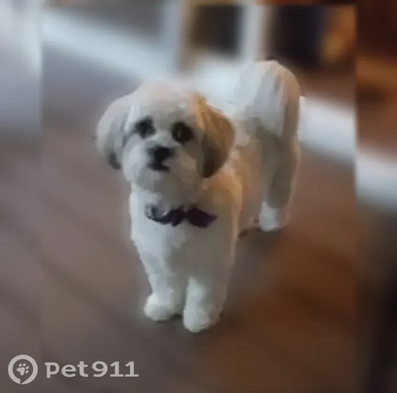 Missing dog Male, Spokane Valley (usl546221) - photo