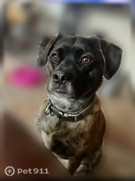 Missing dog Male, Richmond (usl546223) - photo