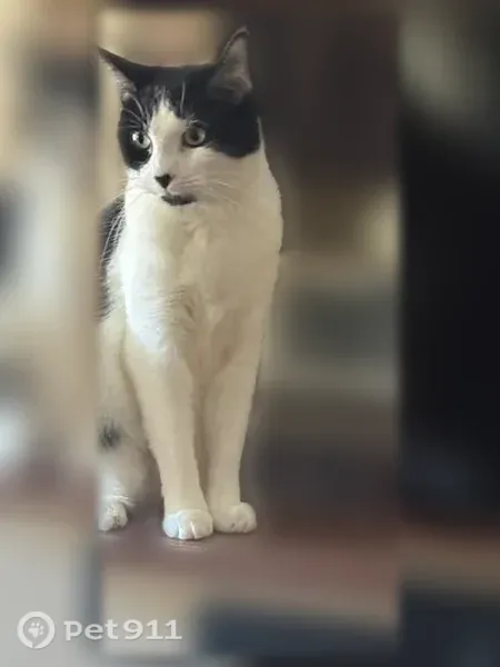 Missing cat Male, Waynesboro (usl546225) - photo