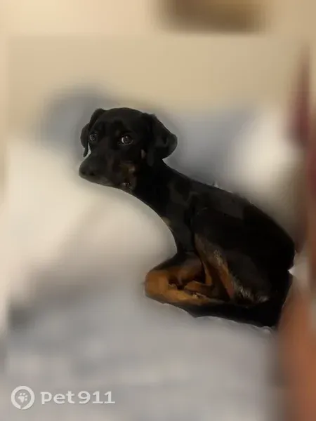 Missing dog Male, Grenada (usl546226) - photo