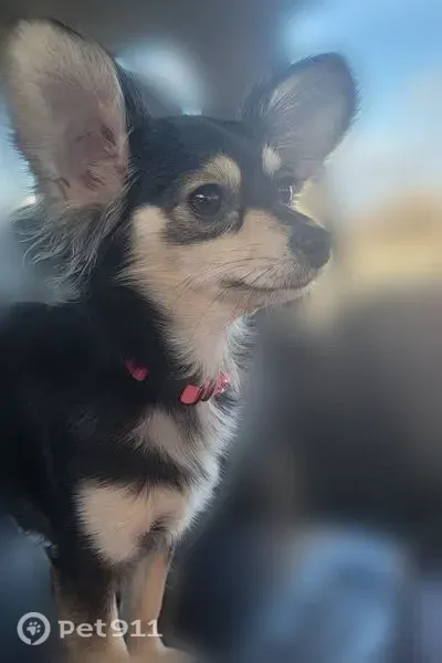 Missing dog Female, Caldwell (usl546213) - photo
