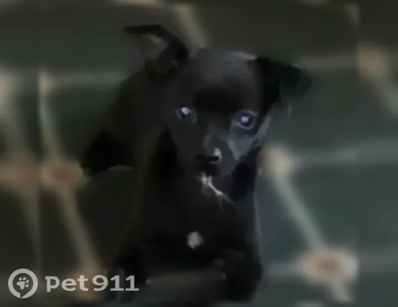 Missing dog Male, Atwater (usl546229) - photo