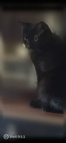Missing cat Male, Waynesboro (usl546231) - photo