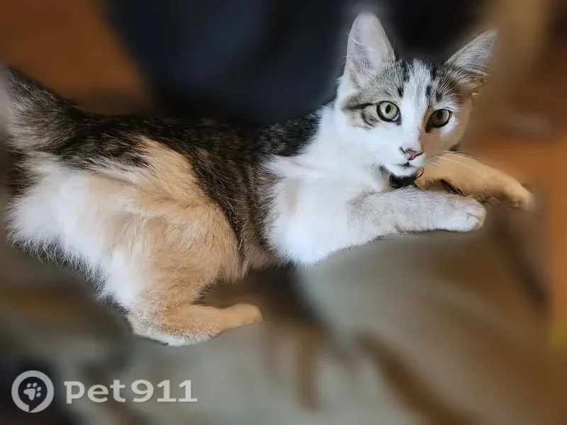 Missing cat Male, Brownsville (usl546241) - photo