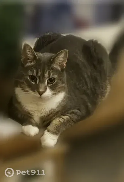Lost male cat, Hill Road, Canaan, Newport — white belly and paws - photo