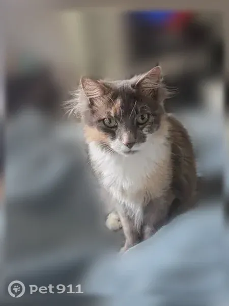 Lost cat, Allentown Road, 901, Lansdale — female dilute calico - photo