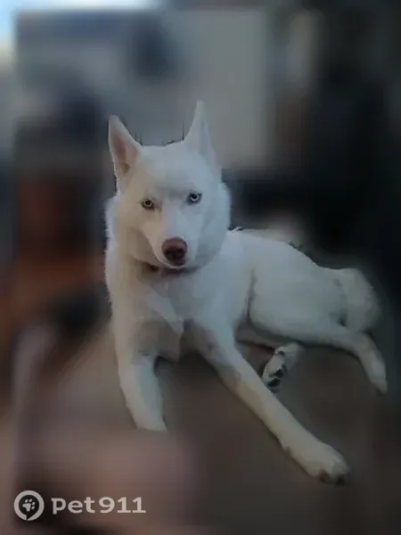 Lost dog, North Carolina 27, 4754, Lincolnton, Lincolnton — female Husky in a pink collar - photo