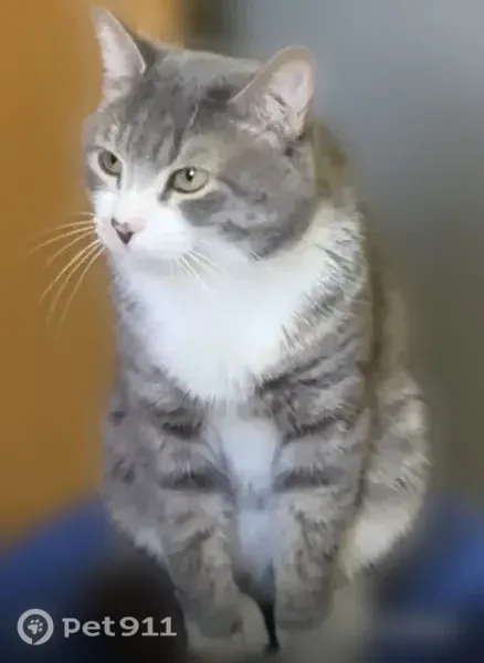 Lost cat, Jackson Avenue, Hackensack, Manhattan — gray and white male - photo