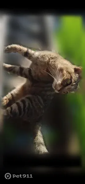 Lost cat, Shenandoah Drive, 158, Johnson City — male brown tabby, responds to his name - photo